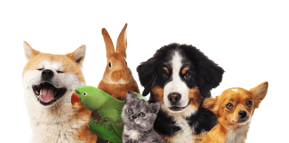 Tiere