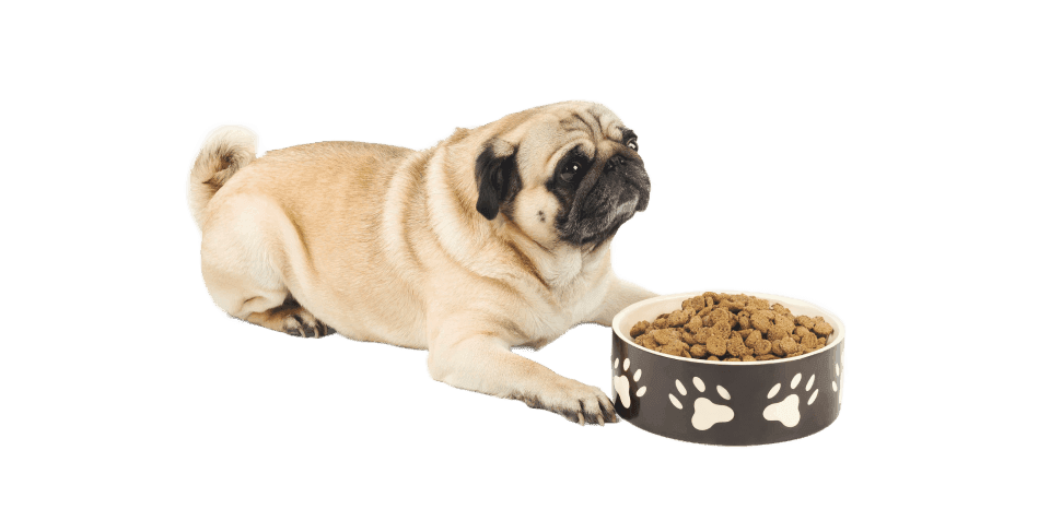 Hundefutter