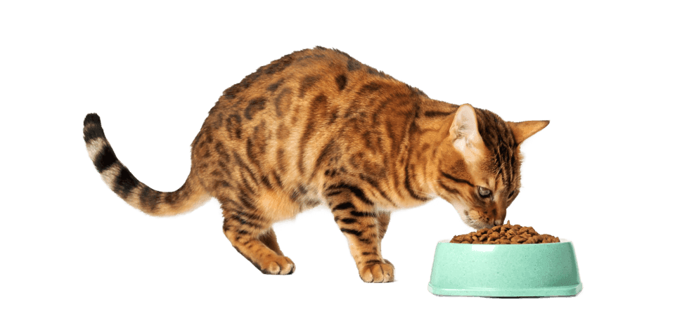 Katzenfutter