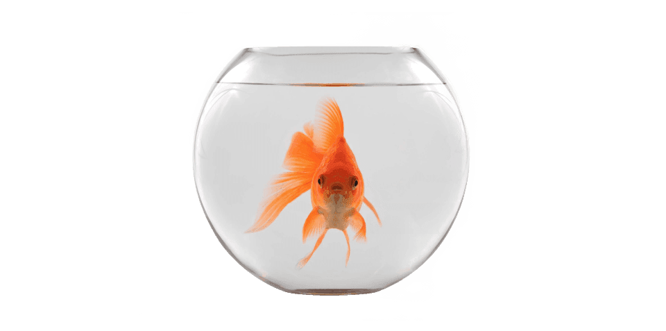 Fische